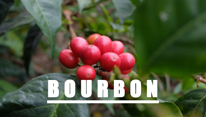 bourbon coffee có vẻ ngoài hấp dẫn