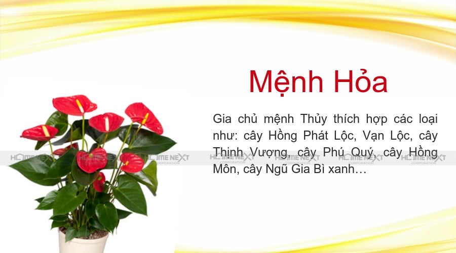 cây hợp mệnh Hỏa