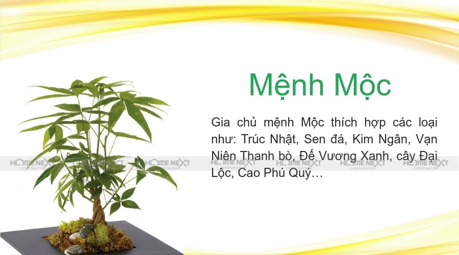 cây phong thủy hành Mộc