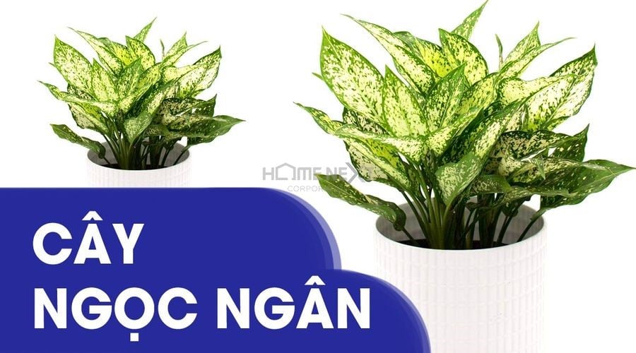 Cây Ngọc Ngân có thể đặt ở phòng khách, văn phòng