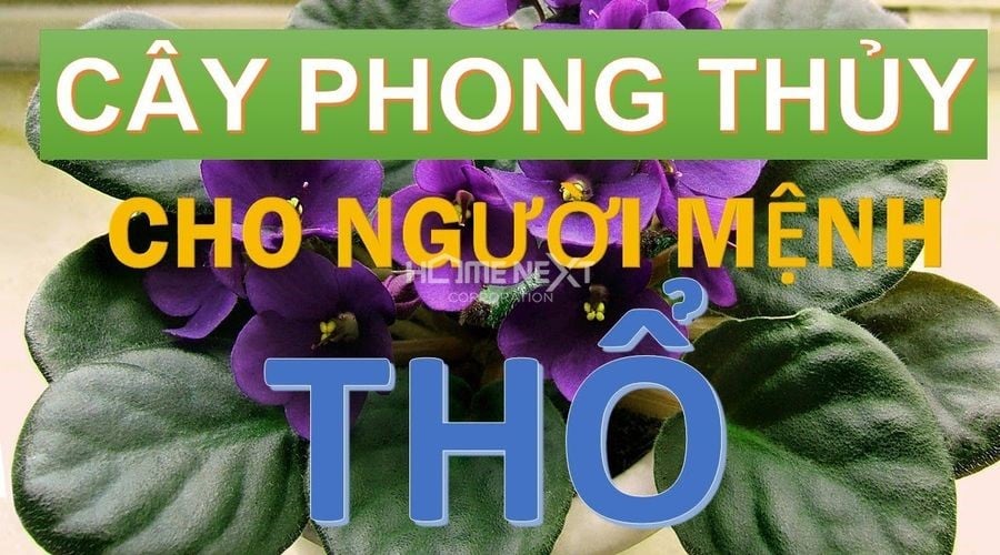 Cây phong thủy hợp mệnh Thổ