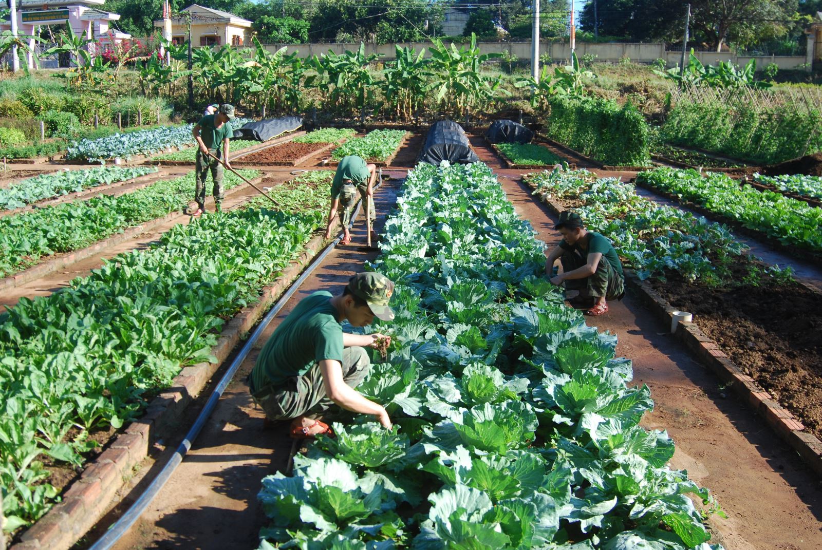 Trồng rau sạch - Ý tưởng làm giàu từ nông nghiệp