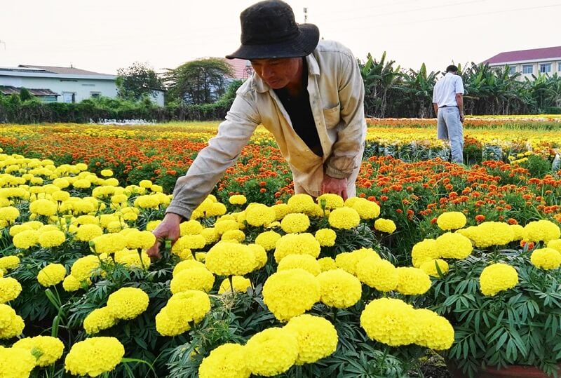 ý tưởng kinh doanh ở nông thôn thu lợi nhuận cao