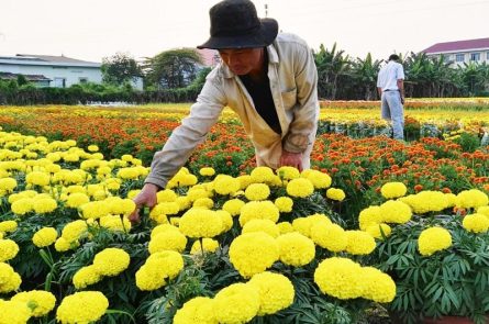 ý tưởng kinh doanh ở nông thôn thu lợi nhuận cao