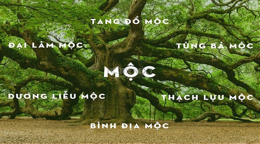 Tuổi mệnh Mộc bao gồm 6 mệnh nhỏ